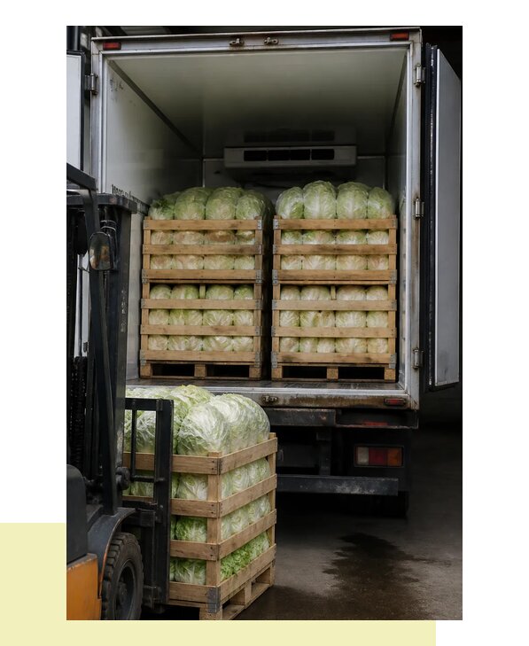 Перевозка пекинской капусты с быстрой доставкой в Кунгур